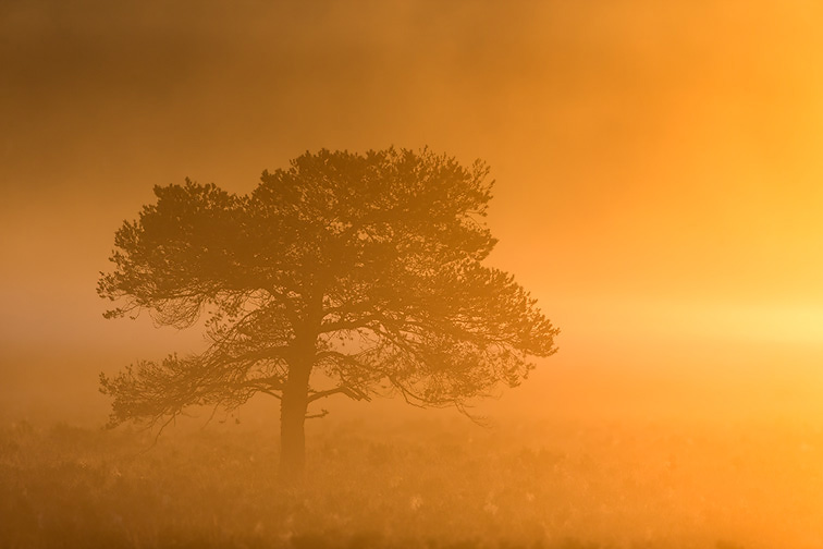 Scots Pine (Pinus sylvestris) silhouetted in mist at sunrise